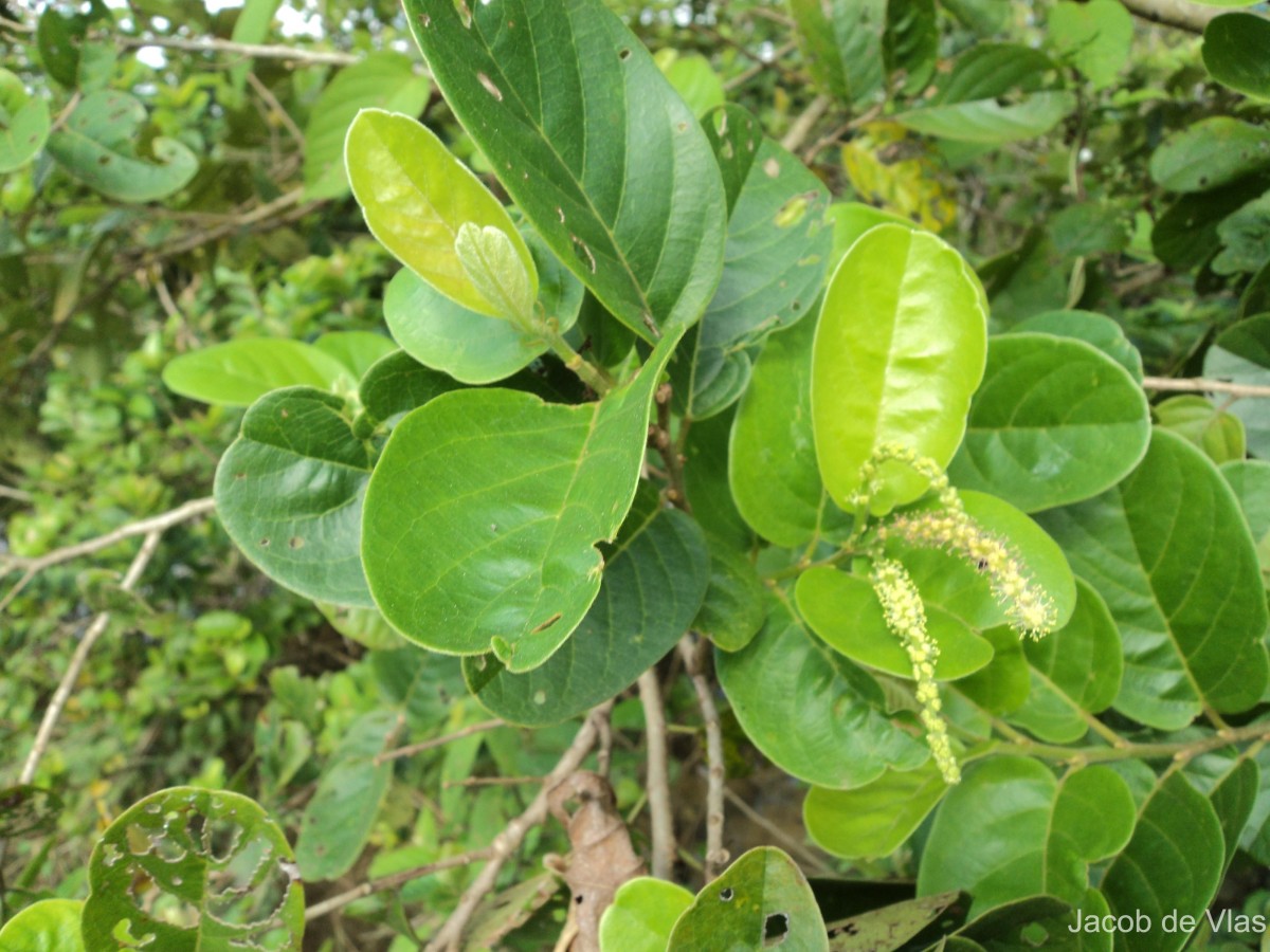 Antidesma ghaesembilla Gaertn.